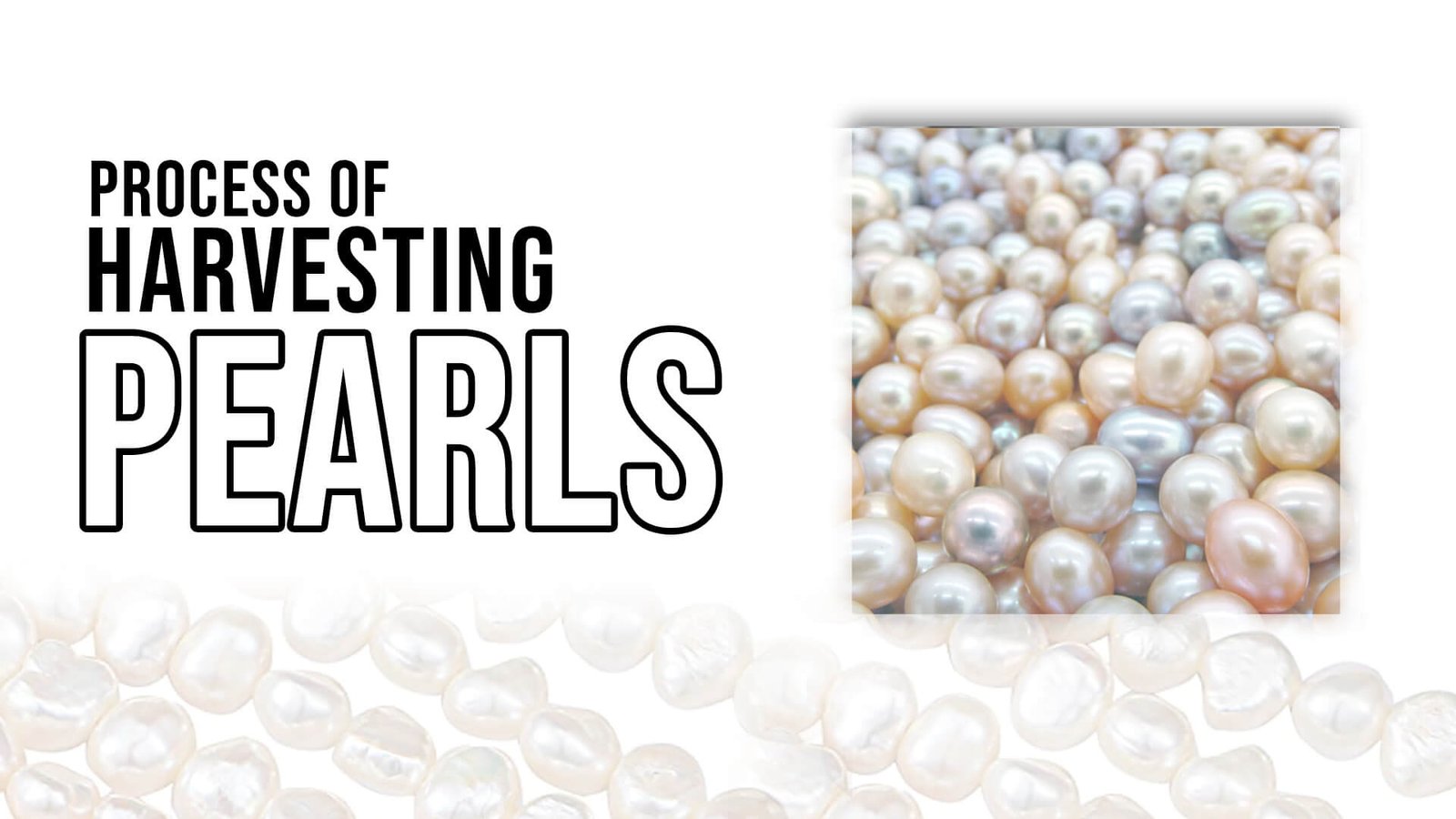 Process of Harvesting Cultured Pearls